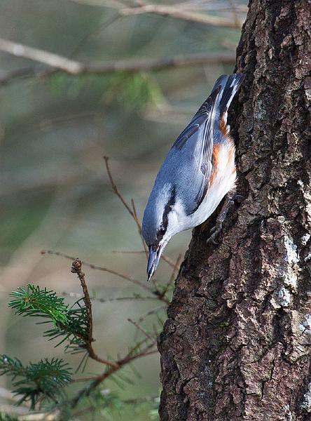 Spettmeis - Eurasian nuthatch (Sitta europaea).jpg